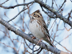 カシラダカさん　高遠城址公園付近朝の散歩より？？