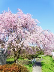 埼玉日高市の枝垂れ桜