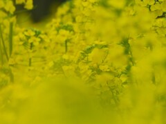 菜の花