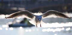 天使が舞い降りる　①