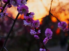 日没