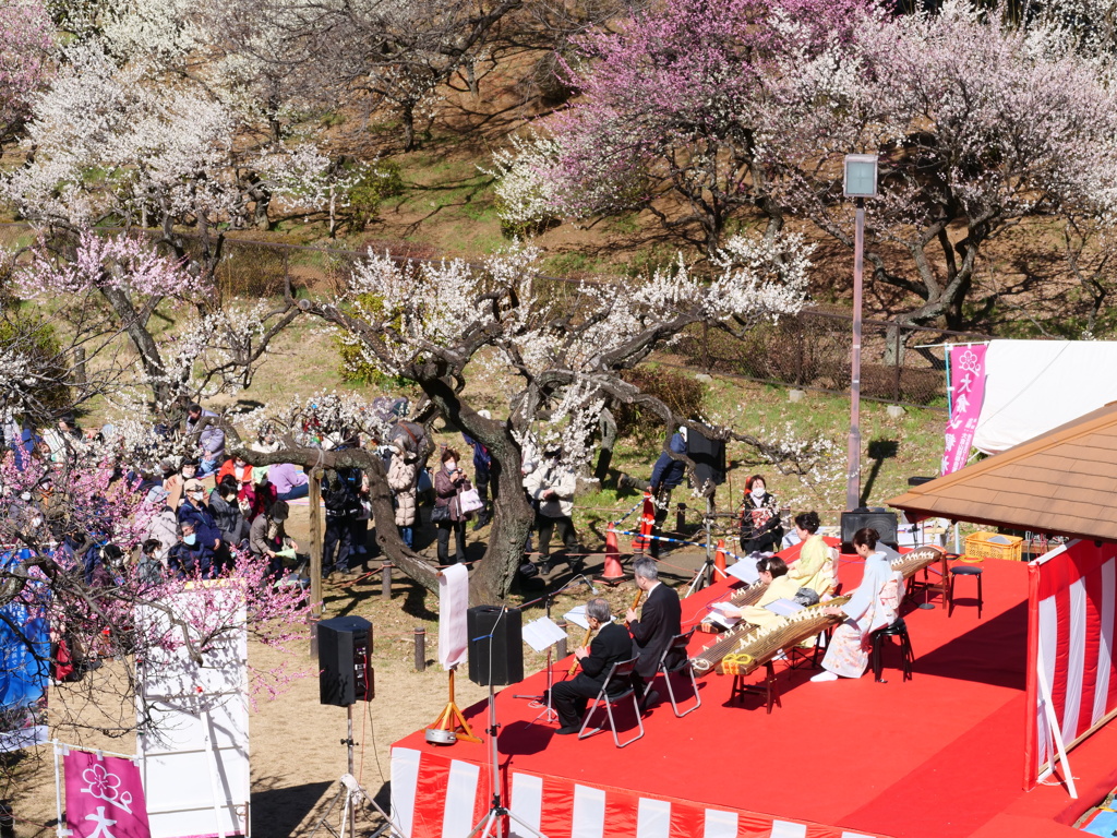大倉山の梅林　（大変にぎわっていました）