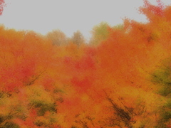 絵画のような錦な紅葉　伊那のオフ会にて　チョットアレンジして見ました。