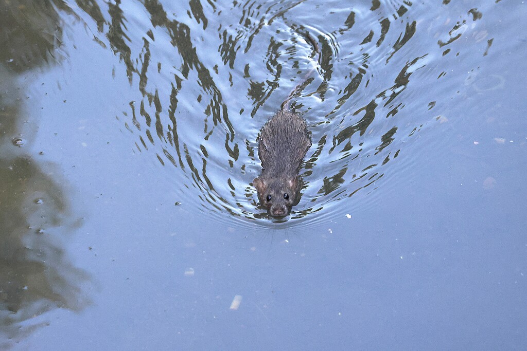 ヌートリアか！　嫌、ドブネズミだ　(;^_^A