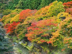 沢ともみじ　箕輪もみじ湖