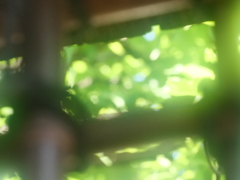 格子から覗く新緑