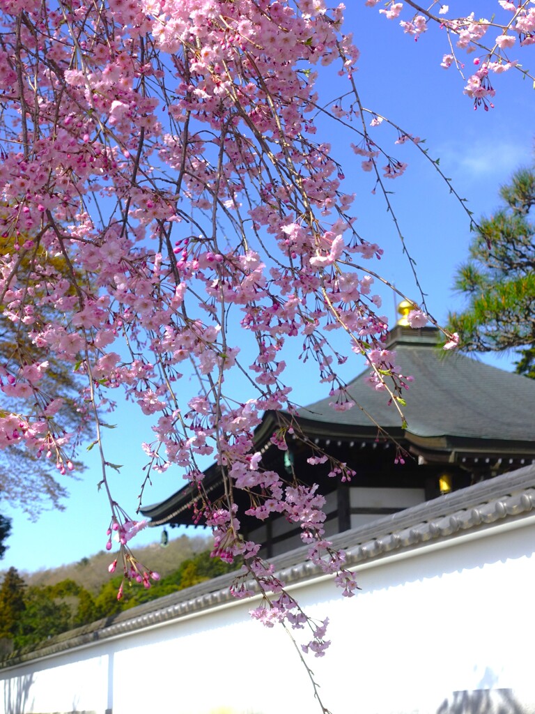 栄える枝垂れ桜