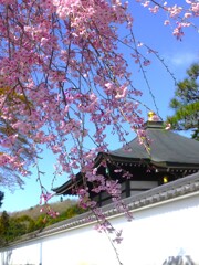 栄える枝垂れ桜