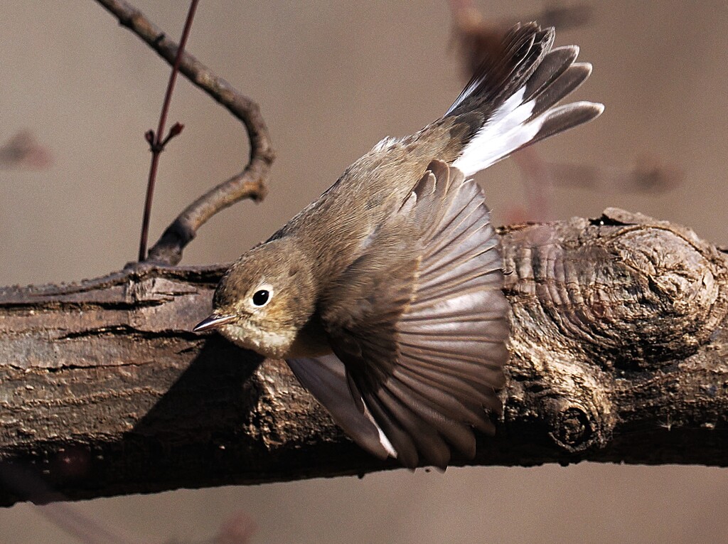 ニシオジロビタキ♀飛び出し