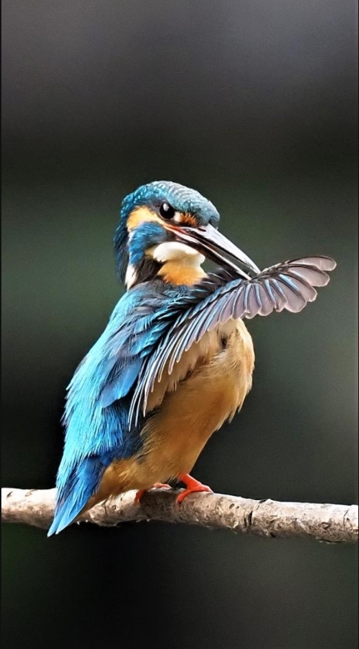 スマホサイズに画面をトリミング　スマホバック画面にしました。