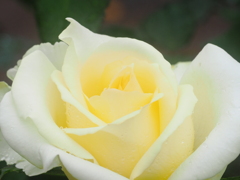 神代植物園　秋薔薇フェスタ  　優しさに香りに誘われて