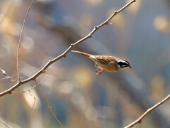 ホオジロさんの飛び出し　　羽を広げてほしかったな～