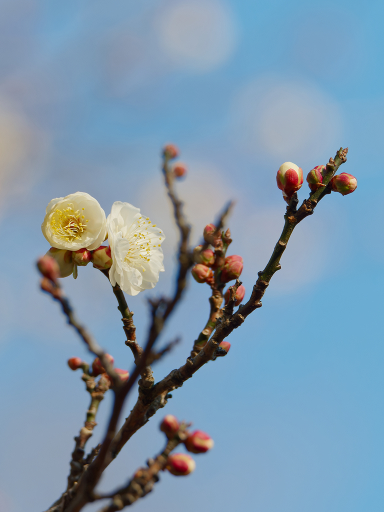 砧公園の早咲きの梅