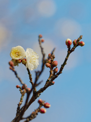 砧公園の早咲きの梅
