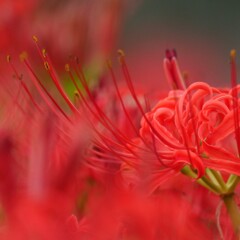 麗しい彼岸花　　西方寺