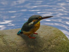 カワチャン