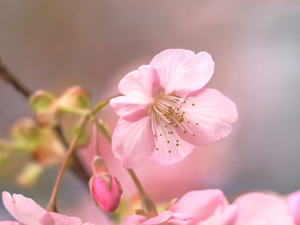 一足早く春のおとづれ　　桜