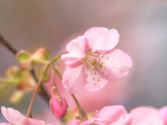 一足早く春のおとづれ　　桜