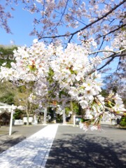 高麗神社の参道からもう一つの鳥居が見えた
