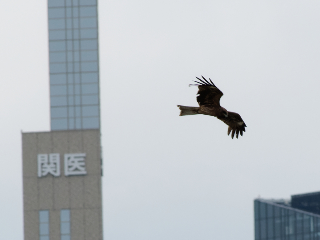 トビの連続撮影　③