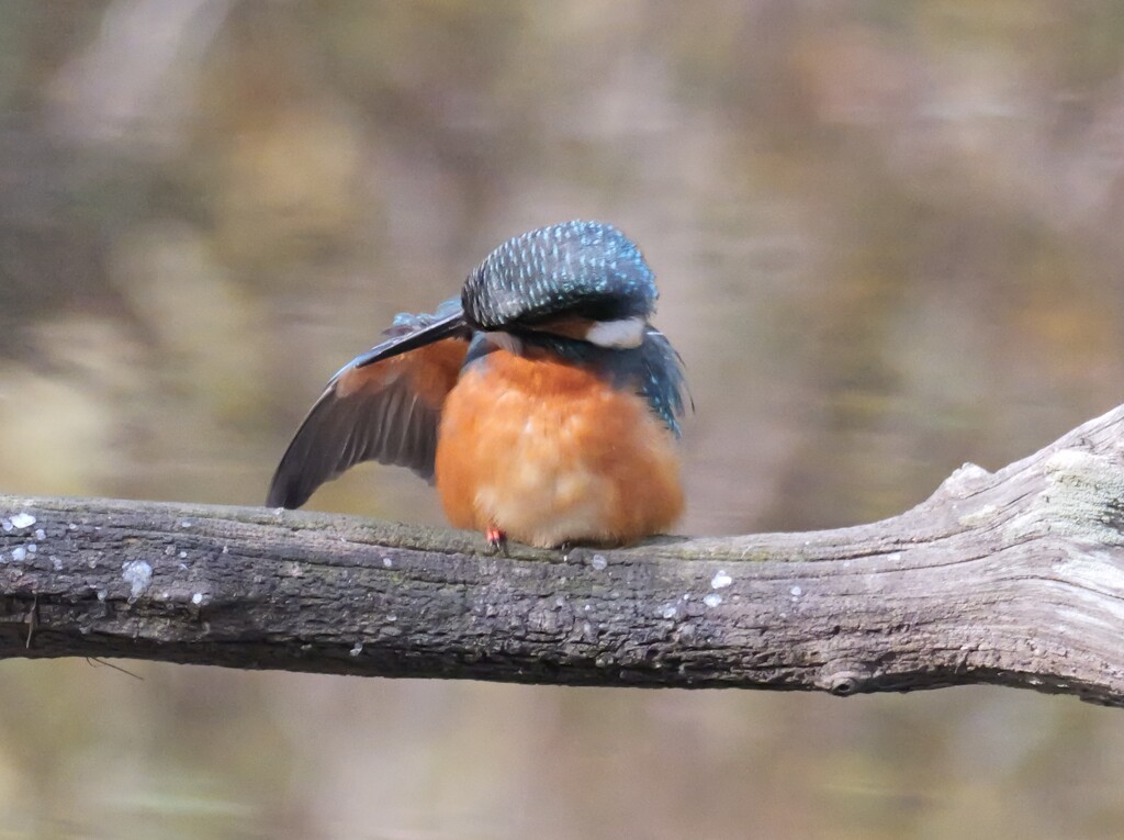 定番のカワチャン