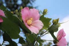 西方寺　芙蓉