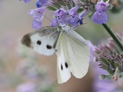 羽ばたきながら蜜を吸う