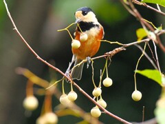 ヤマガラちゃんが大好きなエゴノキの実を二つもゲット