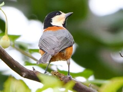 お尻が可愛いと人気だよ！ヤマガラちゃん