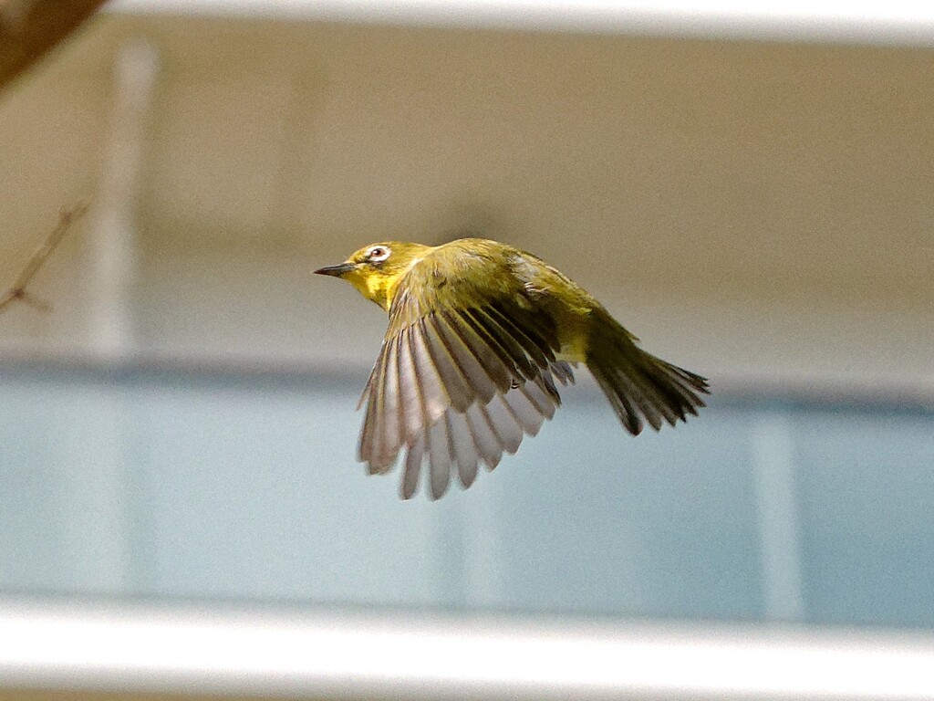 メジロちゃん行かないで～