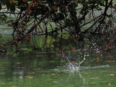 飛沫が上がったので慌ててレンズを向けたら