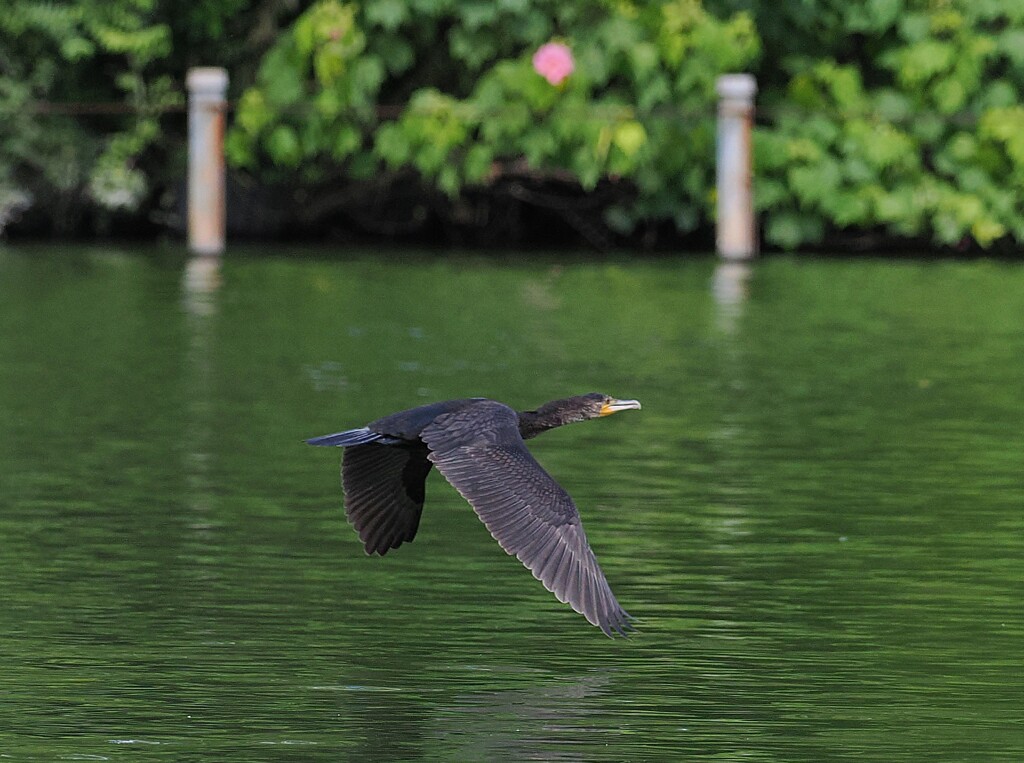 鵜は飛んで行く