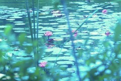スイレン（二子玉川帰真園より）Ⅱ