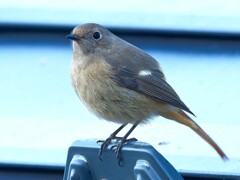 ジョウビタキ♀さんが、僕の目の前を通り過ぎ、屋根に留まった。朝の散歩より。
