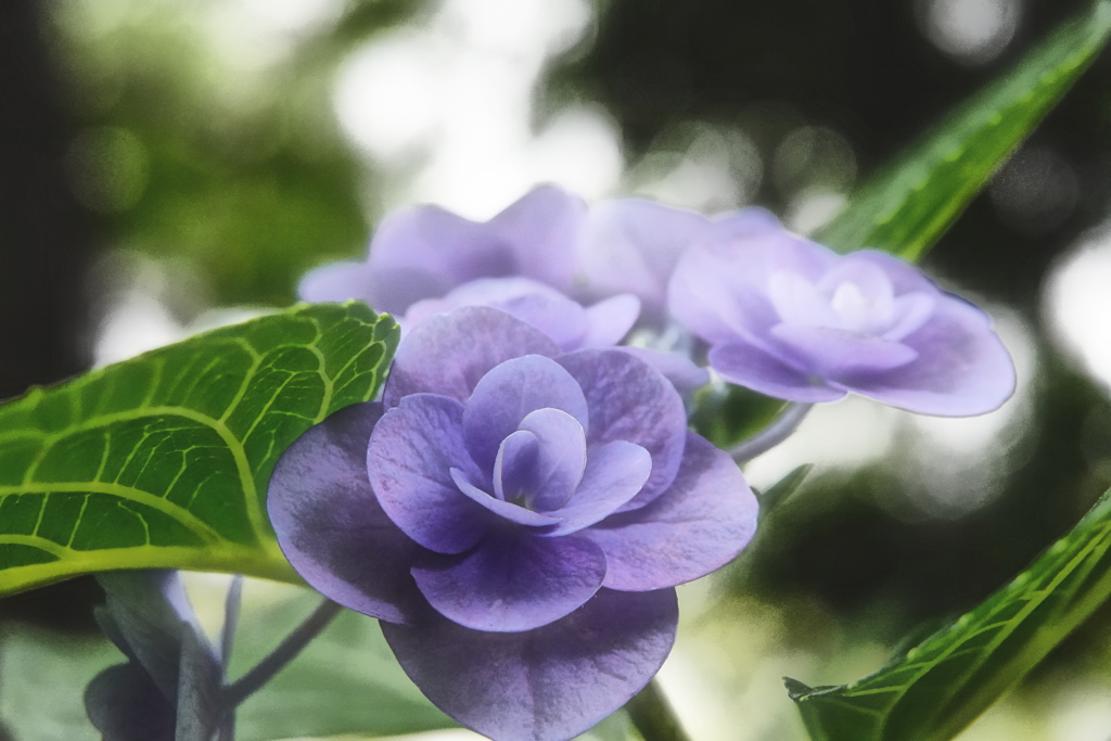 玉川高島屋の紫陽花