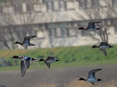 ヒドリガモの飛翔