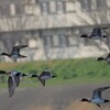 ヒドリガモの飛翔