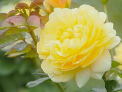 神代植物園　秋薔薇フェスタ　　上品な色合い