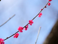 紅梅