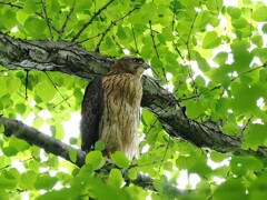 幼鳥でも凛々しいオオタカさん