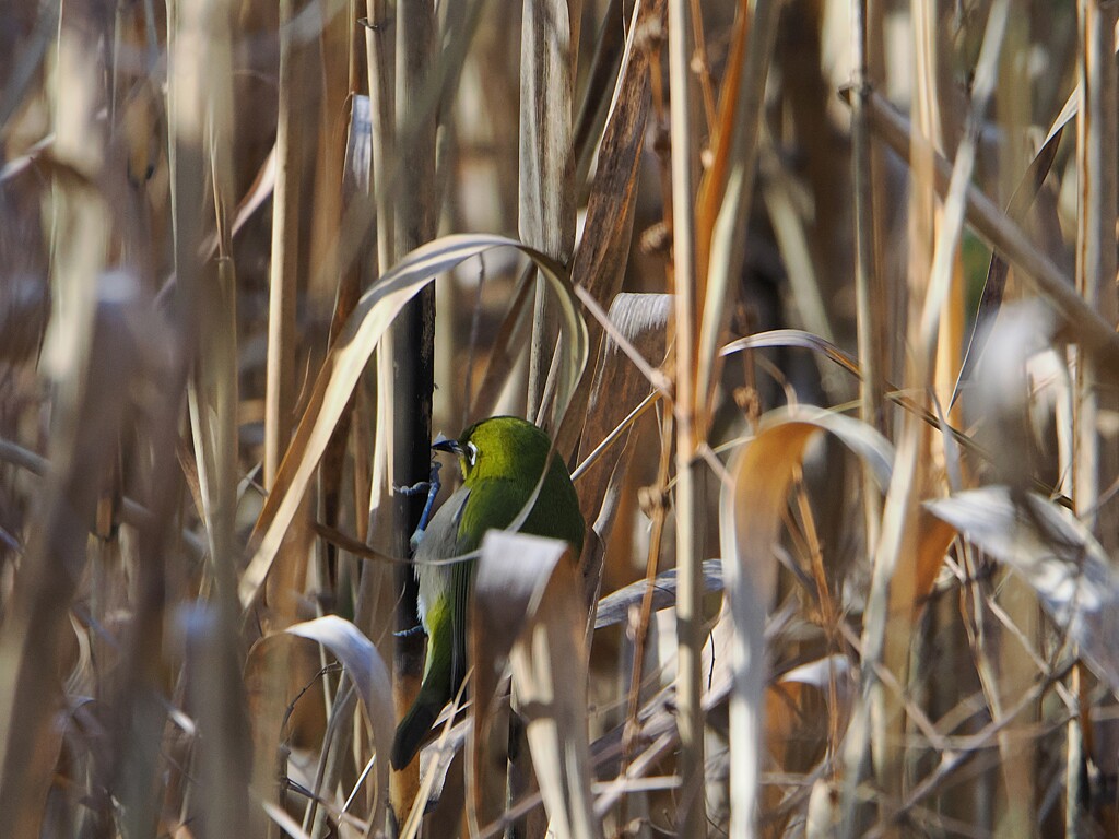 もういいかい？　　もういいよ！　　　　　　メジロちゃんのかくれんぼ　2/2