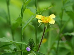 小さなお花達