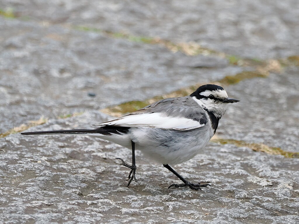 走ったり、止まったり　しているセキレイさん