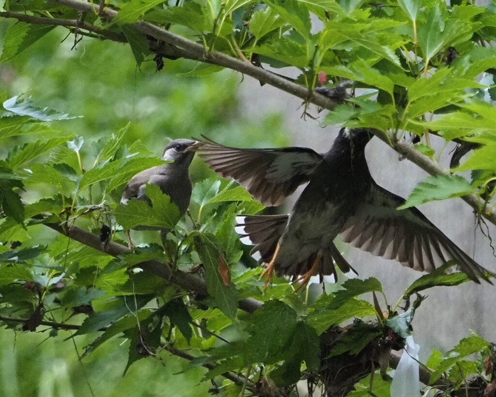 ママーまた捕って来てね　(≧ڡ≦*)　　ハイハイ行って来まーす。
