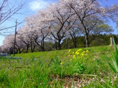 巾着田の桜並木と菜の花