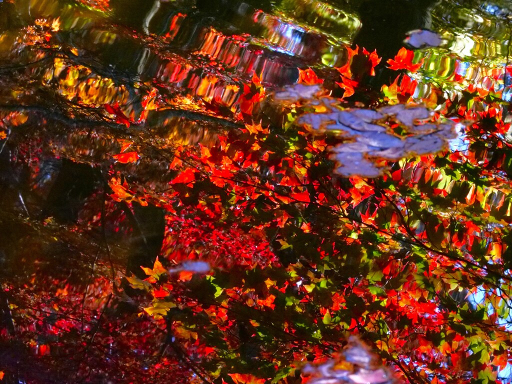 水面に揺れる紅葉　高遠城址公園にて