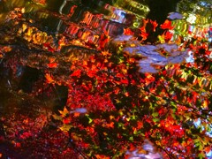 水面に揺れる紅葉　高遠城址公園にて
