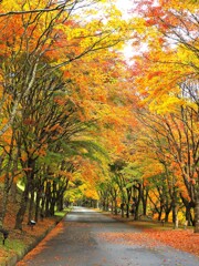 11月11日箕輪もみじ湖で伊那のお友達とオフ会　もみじトンネル