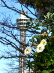 アメリカ山公園から望むマリンタワー