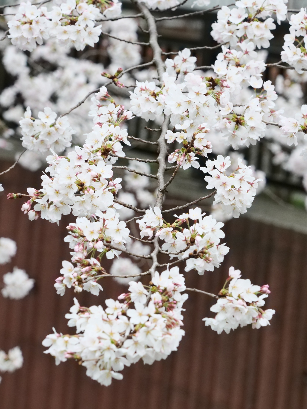 近所の散歩　桜　スナップ写真　Ⅱ